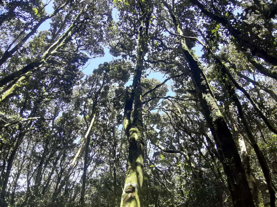 Fray Jorge ice-age relict forest UNESCO National Park - Who will get the most from this day