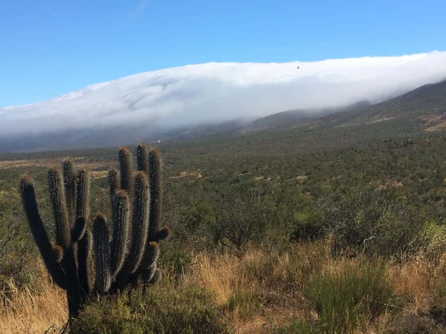 Fray Jorge ice-age relict forest UNESCO National Park - Leaving La Serena for the coast