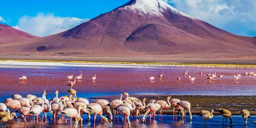 From Atacama | Uyuni salt flat 4 days the largest salt flat - Day 4: Returning across the border