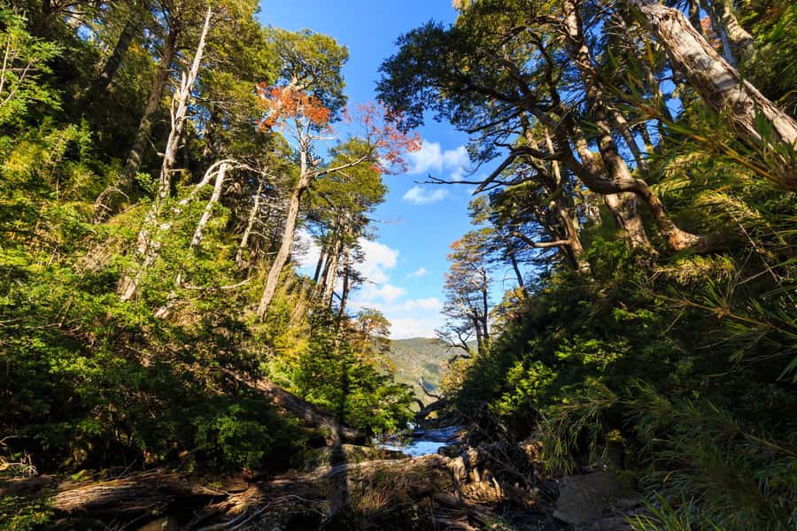 From Pucón: Huerquehue National Park Hiking Tour - Following the trail past Tinquilco Lake