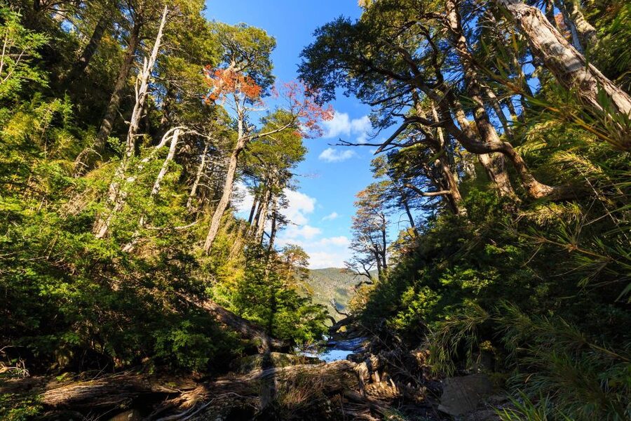 From Pucón: Huerquehue National Park Hiking Tour - Verde Lagoon, El Toro, and the emerald Chico Lake