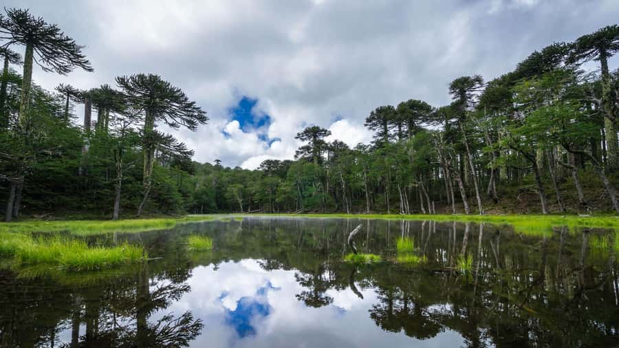 From Pucón: Huerquehue National Park Hiking Tour - A 12,500-hectare park with a clear goal