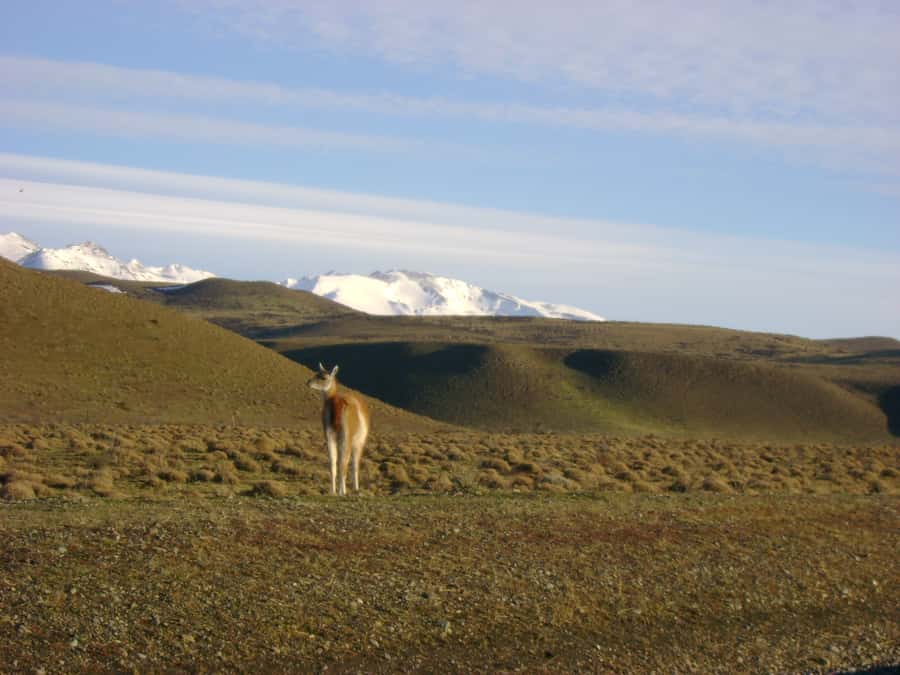 From Puerto Natales: Torres del Paine National Park Trip - Nordenskjöld Lake, Pehoé Lake, and open-country wildlife