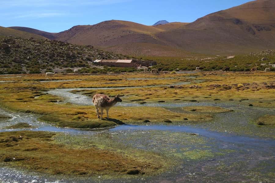 From San Pedro de Atacama: Geysers del Tatio Half-Day Tour - The geothermal field: steam, boiling water, and high peaks