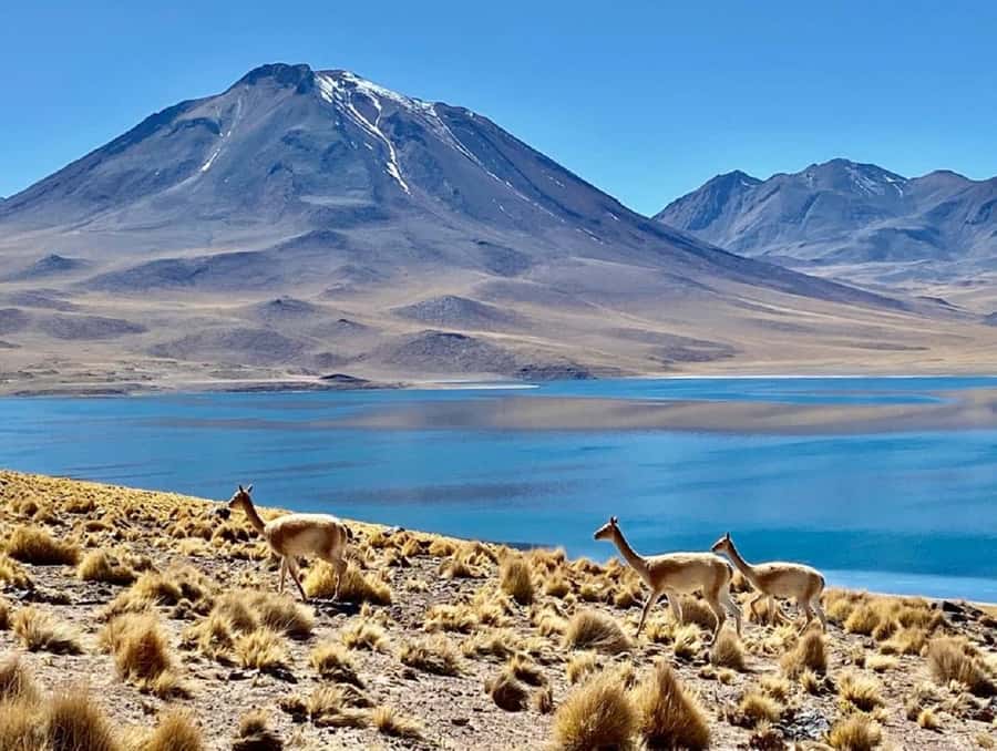 From San Pedro de Atacama: Lagoons and Piedras Reds - The Red Stones make the final scenery memorable