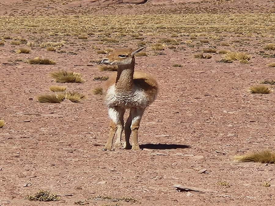 From San Pedro de Atacama: Lagoons and Piedras Reds - The long day is part of the bargain