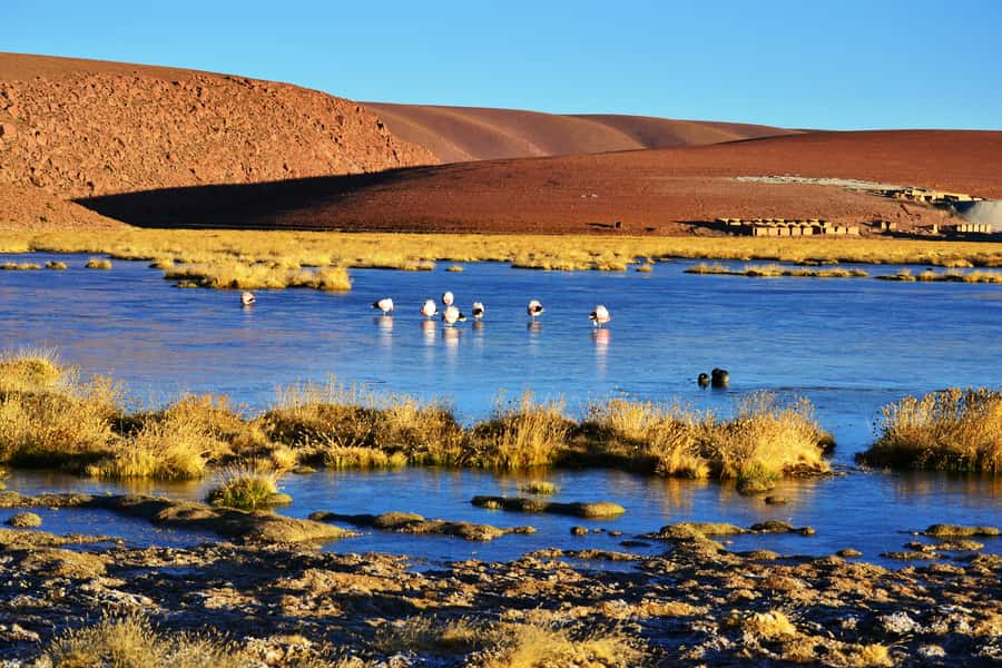 From San Pedro de Atacama: Tatio Geysers and Machuca Tour - Why El Tatio is worth the early alarm