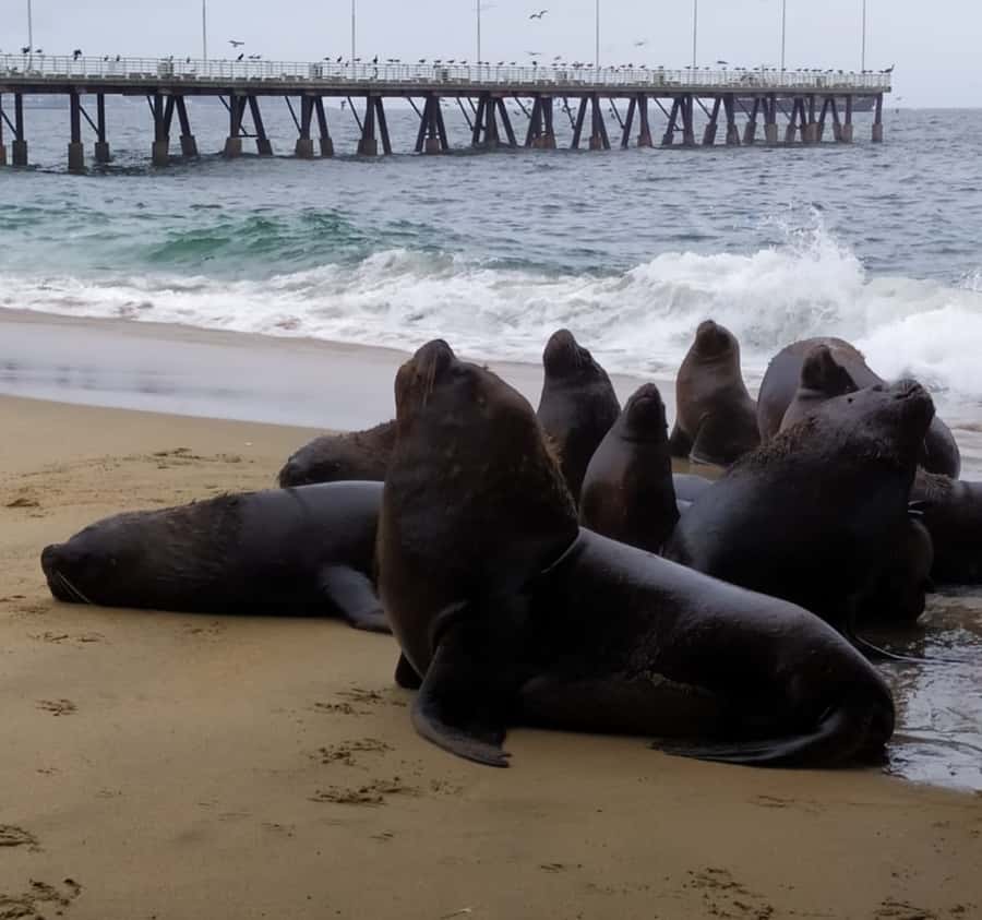 From Santiago: Highlights of Valparaiso and Viña del Mar - Lunch, Reñaca Beach, and time by the sea