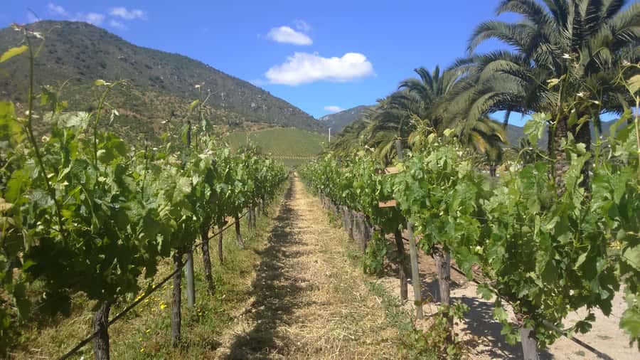 From Santiago: Isla Negra, Pablo Neruda Museum & Winery Tour - Key points to know before booking