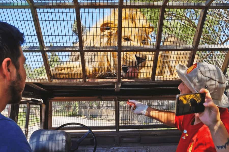 From Santiago: Safari Park, a wild experience - Key things to know before you book