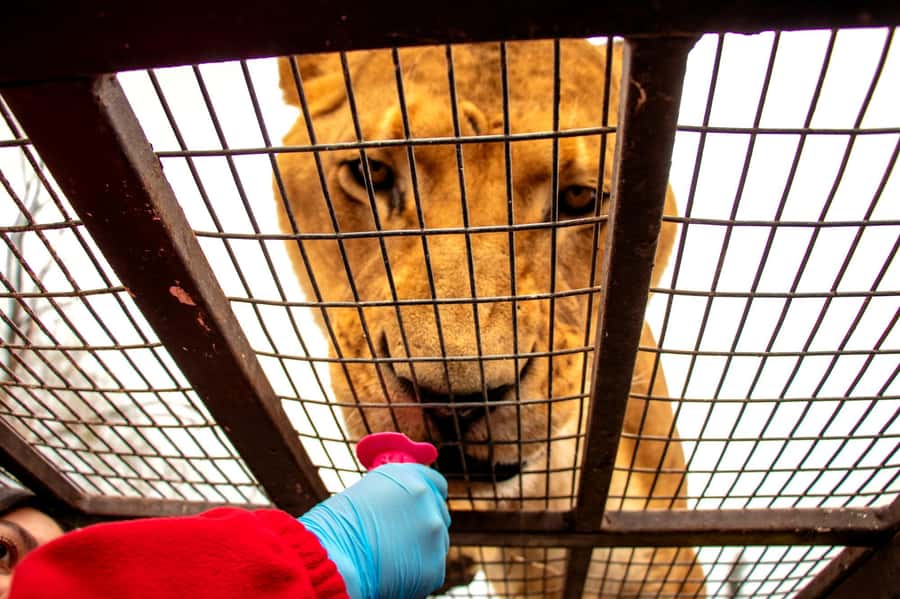From Santiago: Safari Park, a wild experience - Big Cats: the most memorable safari
