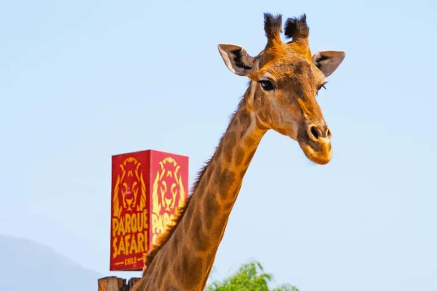From Santiago: Safari Park, a wild experience - Herbivores and giraffes from a protected vehicle
