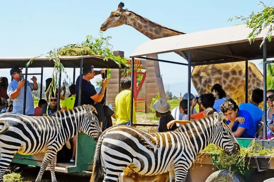 From Santiago: Safari Park, a wild experience - Lunch and the long middle of the day