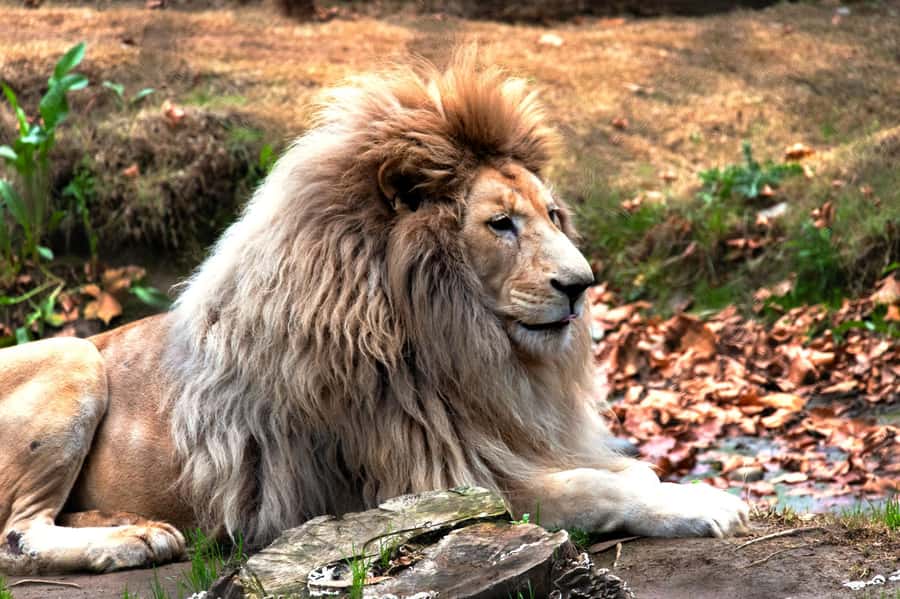From Santiago: Safari Park, a wild experience - The playground and your one included activity