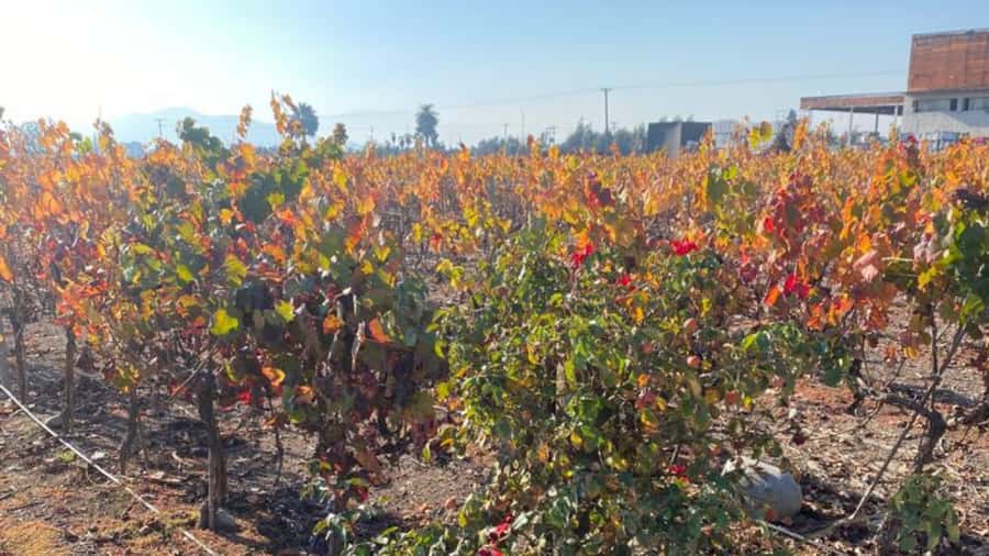 From Santiago: Undurraga Winery Tour with Tasting - My verdict on Undurraga Winery