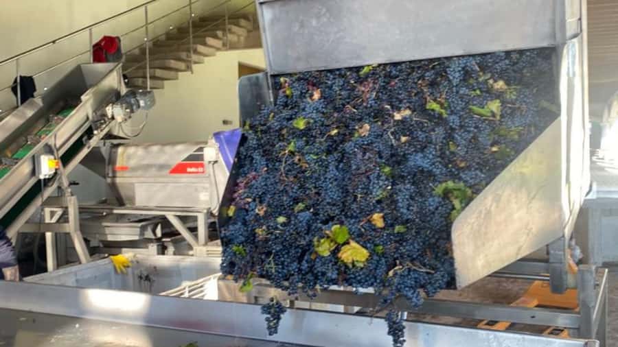 From Santiago: Undurraga Winery Tour with Tasting - Entering the centuries-old cellars