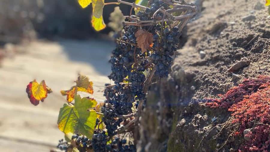 From Santiago: Undurraga Winery Tour with Tasting - Guide quality and language choices