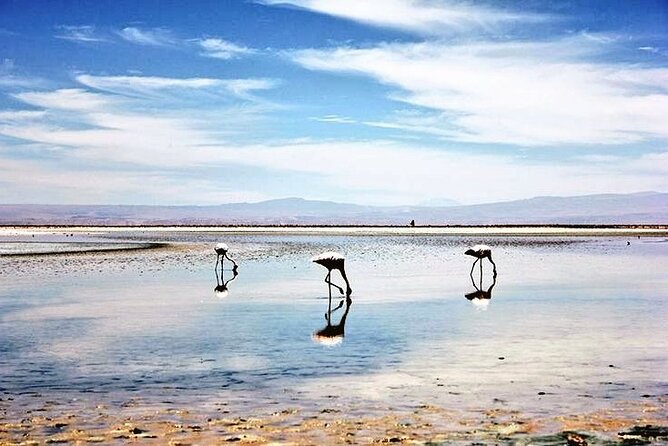Full day Altiplanic Lagoons + Red stones viewpoint + Salar de Atacama - Chaxa Lagoon and the three flamingo types