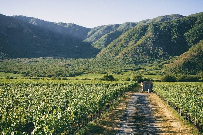 Full Day Guided Trip to Casablanca Valley - Visit to 2 Vineyards - Key points at a glance