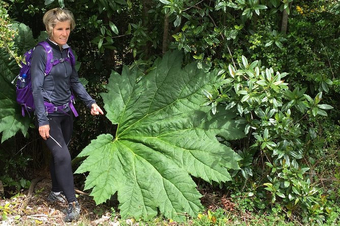 Full day HIKE Alerce Andino Parque Nacional. - Key points to know before booking