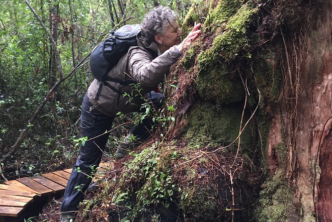 Full day HIKE Alerce Andino Parque Nacional. - Lunch and the rhythm of the day