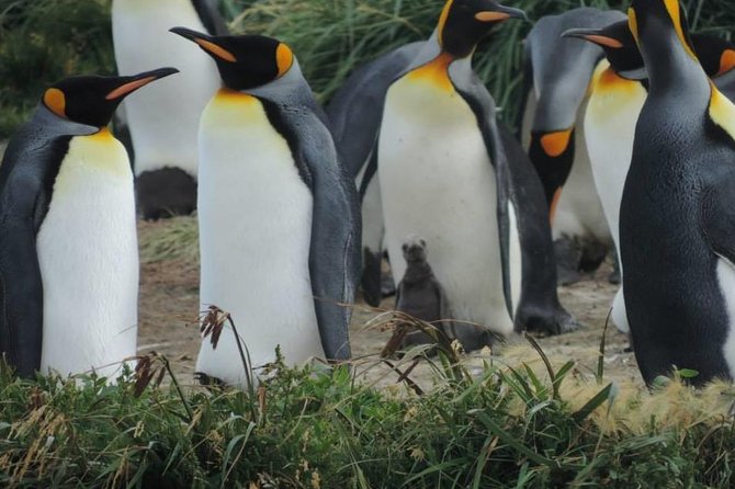 FULL DAY KING PENGUIN COLONY (private tours) - The key facts before you book