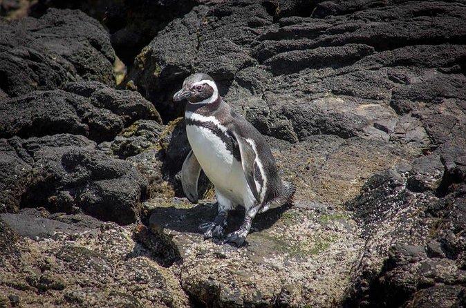 Full Day on Chiloé Island Visiting Penguins in Puñihuil - Puñihuil, the reason most people book