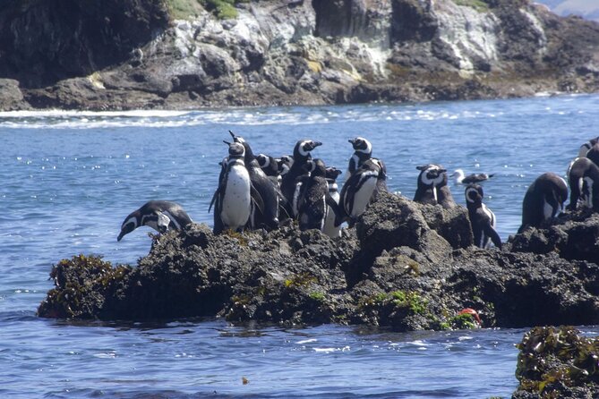 Full Day on Chiloé Island Visiting Penguins in Puñihuil - Lunch near Puñihuil: budget for another expense