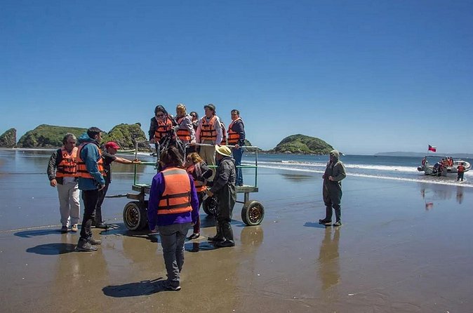 Full Day on Chiloé Island Visiting Penguins in Puñihuil - Ancud brings the island back to human scale