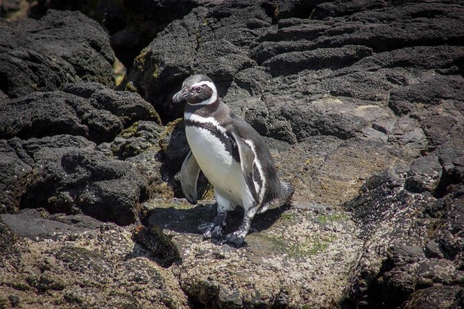 Full Day on Chiloé Island Visiting Penguins in Puñihuil - The return ferry and the real cost of a long day