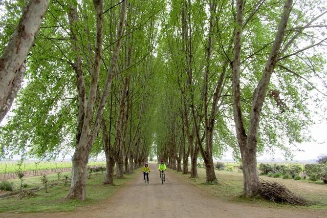 Full-Day Private Maipo Valley Bike Tour and Wine Tasting from Santiago - De Martino and the Santa Inés vineyard