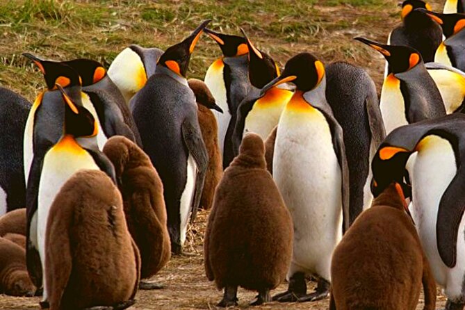 Full Day Tierra del Fuego King Penguins - Key points before you book