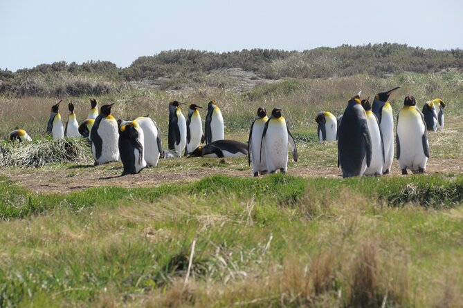 Full Day Tierra del Fuego King Penguins - Watching King Penguins at Parque Pinguino Rey