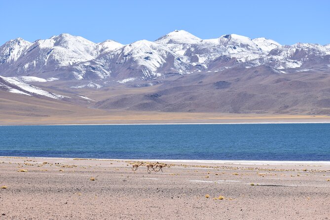 Full Day Tour Piedras Rojas Altiplanic Lagoons Chaxa Lagoon - Why this Atacama day trip makes sense