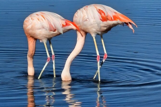 Full Day Tour to Piedras Rojas, Altiplanic Lagoons and Chaxa - Chaxa Lagoon and Atacama flamingos