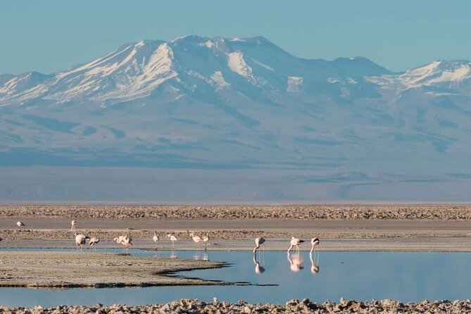 Full day tour to Piedras Rojas with Lunch - Laguna Chaxa and the Salt Flat
