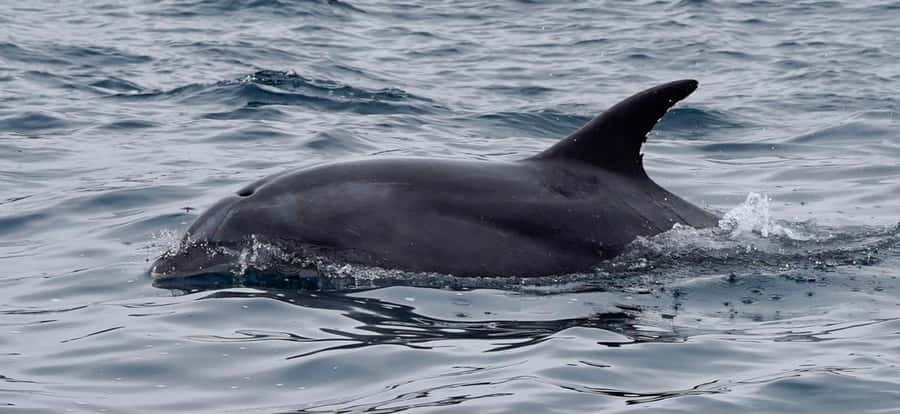 Full Day Whale Watching Marine Reserve Isla Chañaral - Key Points At A Glance
