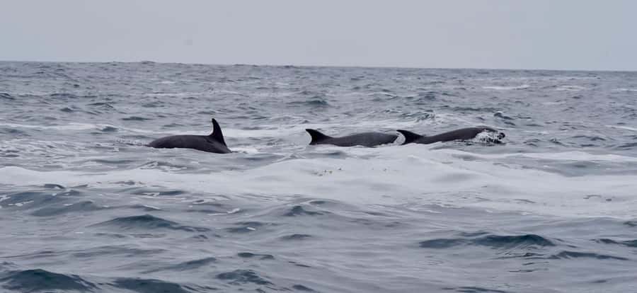 Full Day Whale Watching Marine Reserve Isla Chañaral - Why This Chañaral Excursion Takes All Day