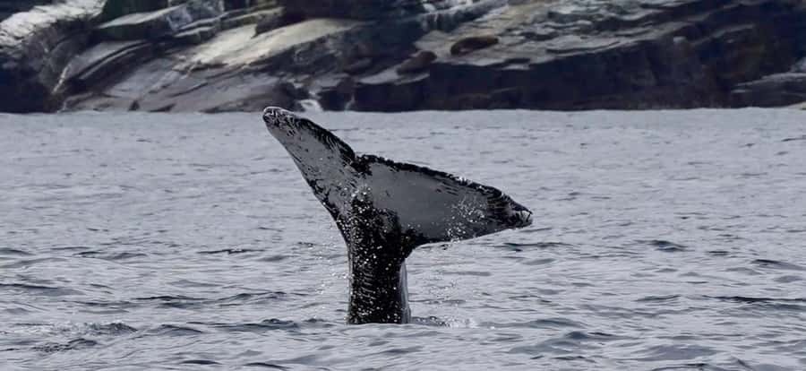 Full Day Whale Watching Marine Reserve Isla Chañaral - Two Hours On The Water Near Chañaral