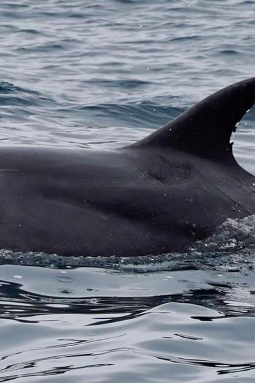 Full Day Whale Watching Marine Reserve Isla Chañaral - Local Sights, Craft Fairs, And Photo Time