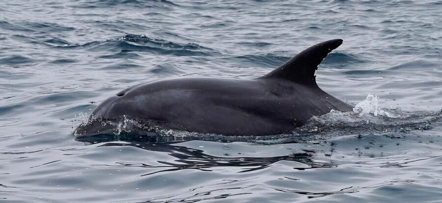 Full Day Whale Watching Marine Reserve Isla Chañaral - Is $200 A Fair Price?