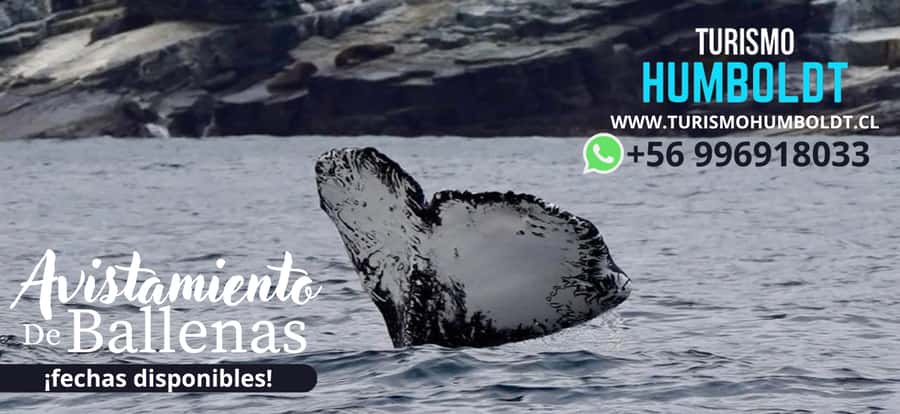 Full Day Whale Watching Marine Reserve Isla Chañaral - The Drive From La Serena To The Coast