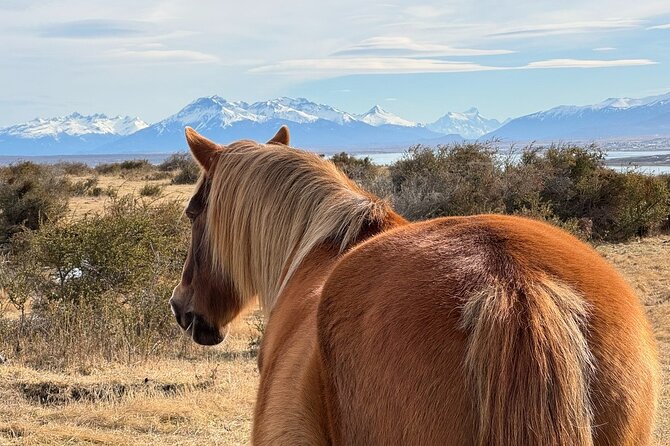 Get Down to Earth with Horses in Patagonia - Key points to know before booking