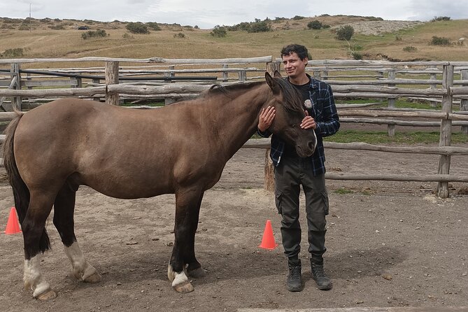 Get Down to Earth with Horses in Patagonia - Meeting the Chilean horses without riding