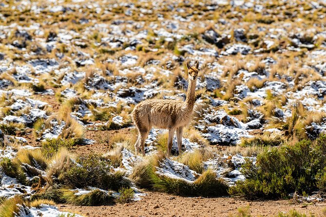 Guided tour to the Tatio Geyser breakfast at Geyser Blanco - The long road from San Pedro