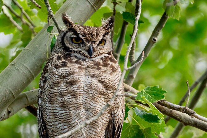 Half-Day Birdwatching Santiago: Wetland or Mountain - Key points at a glance