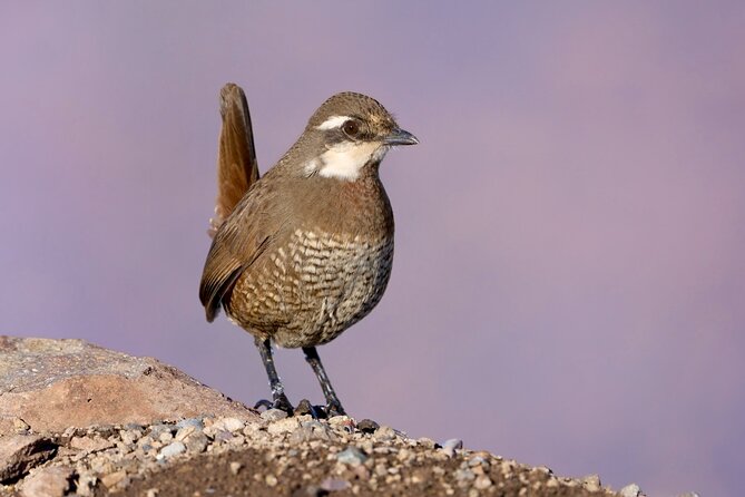 Half-Day Birdwatching Santiago: Wetland or Mountain - Two very different birding trips from Santiago