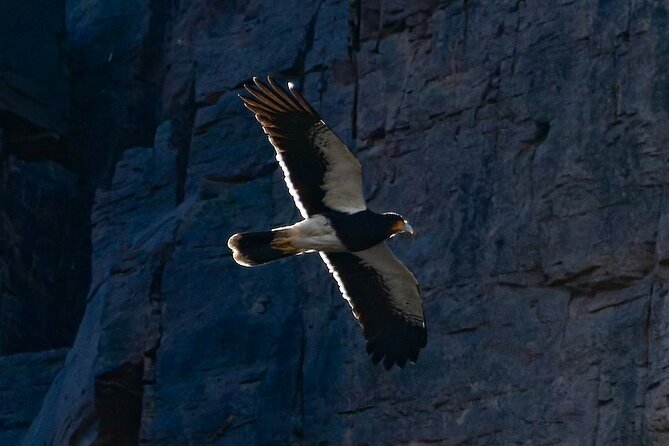 Half-Day Birdwatching Santiago: Wetland or Mountain - What the private format changes
