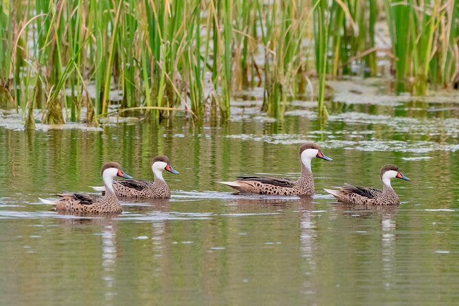 Half-Day Birdwatching Santiago: Wetland or Mountain - Pickup limits and timing to consider