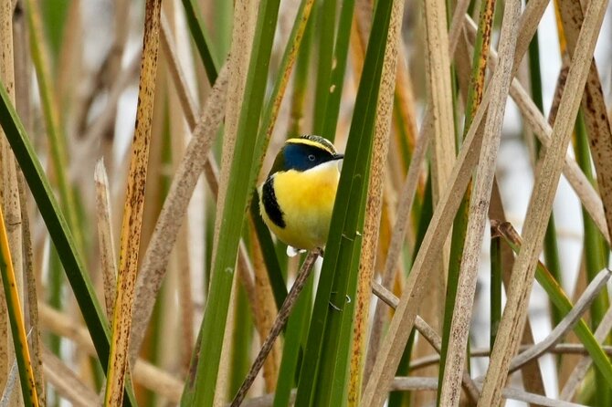 Half-Day Birdwatching Santiago: Wetland or Mountain - Who should choose Batuco or Farellones?